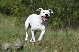 DOGUE ARGENTIN 038